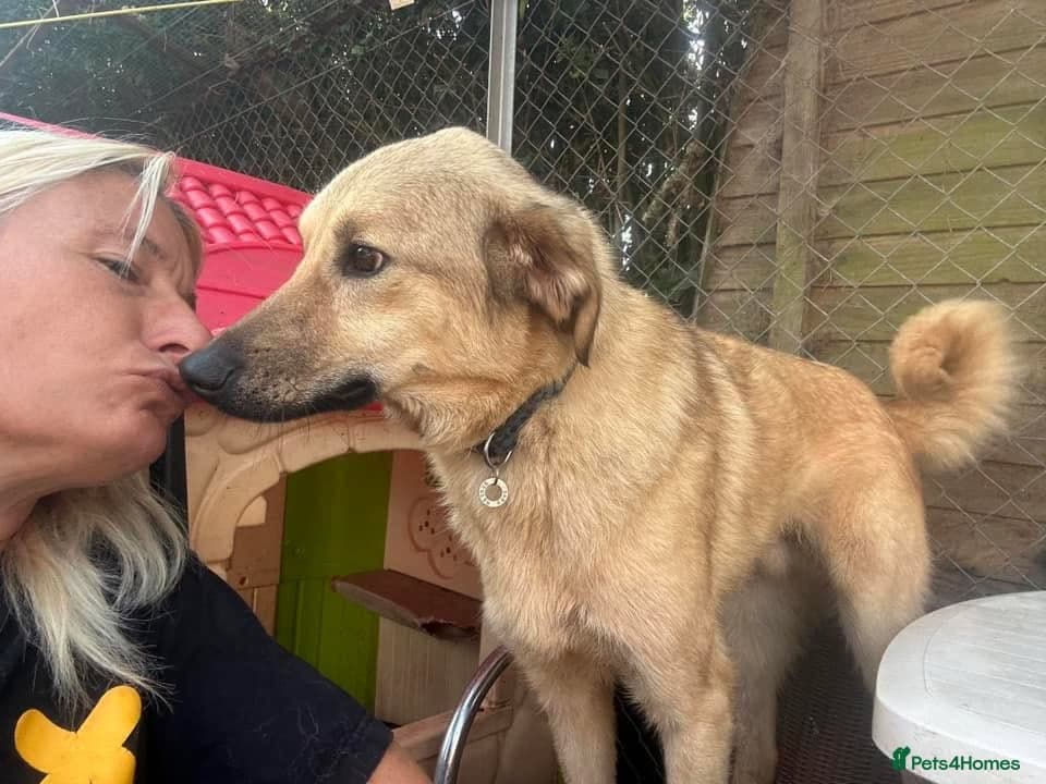 Pettern - Norwich Norfolk photo 33