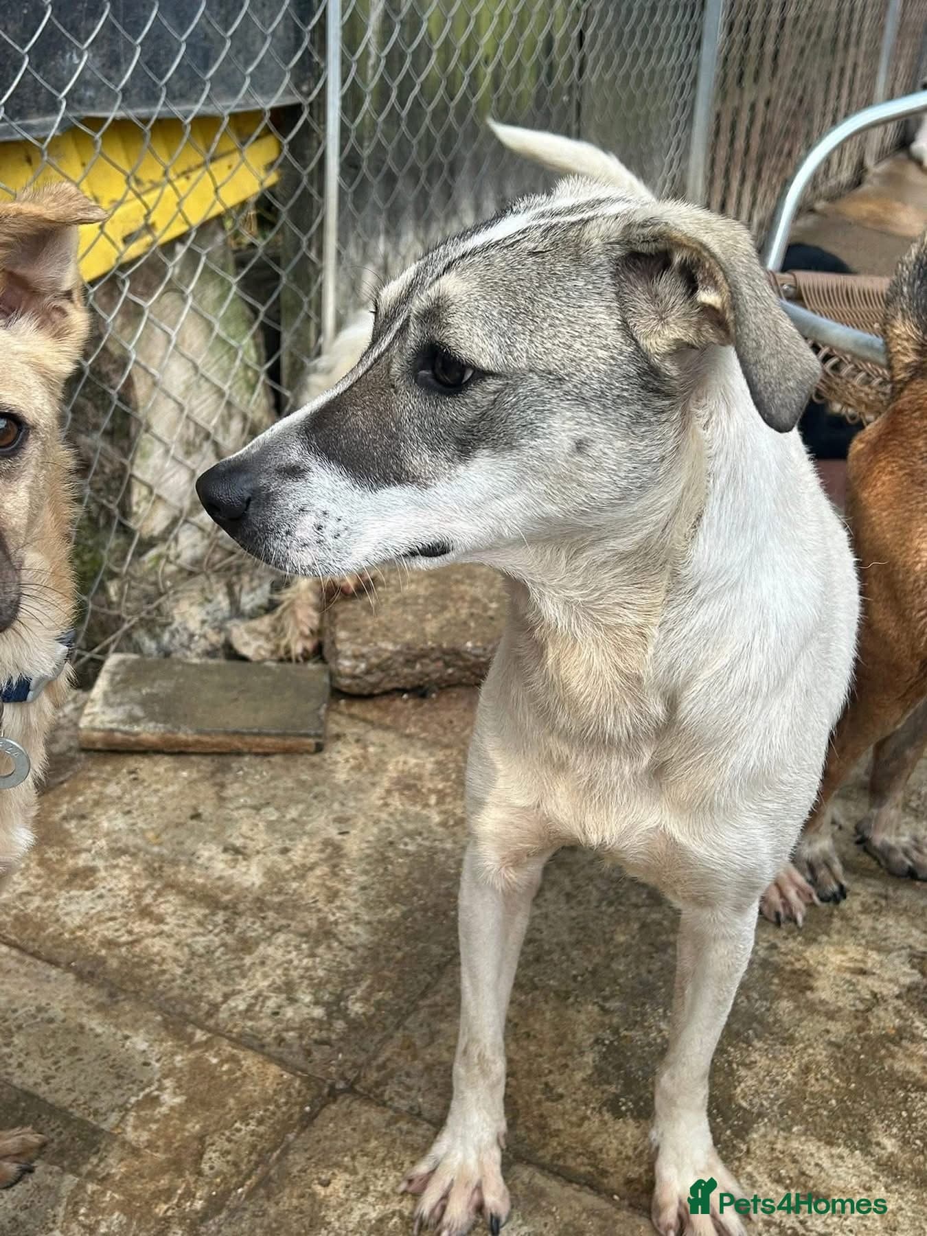 Lotty (2) Norwich Norfolk photo 20