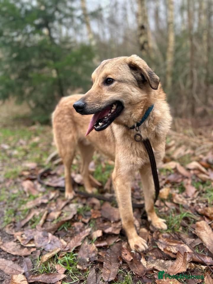 Pettern - Norwich Norfolk photo 18