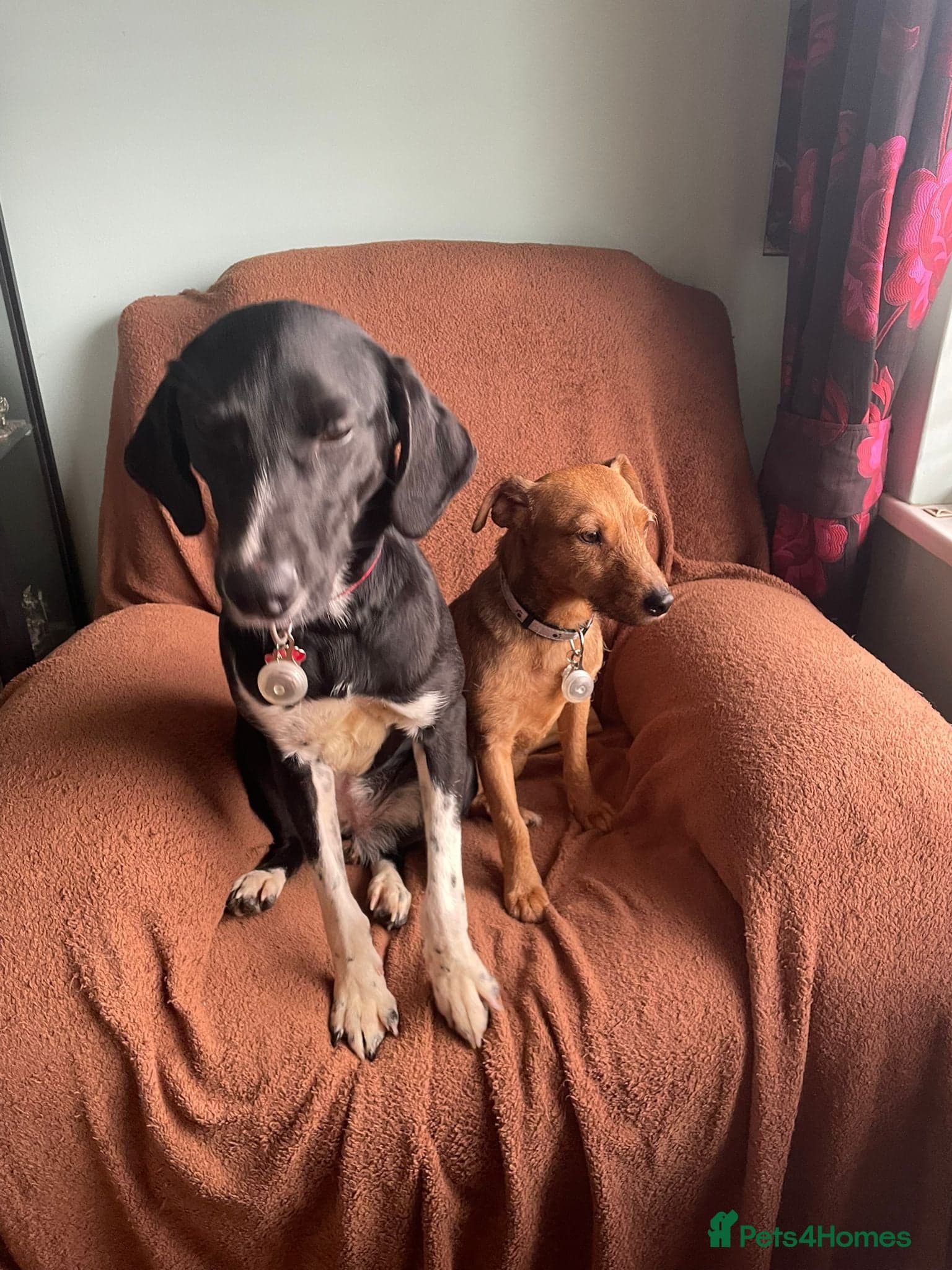 Nora for adoption in cornwall/devon photo 4