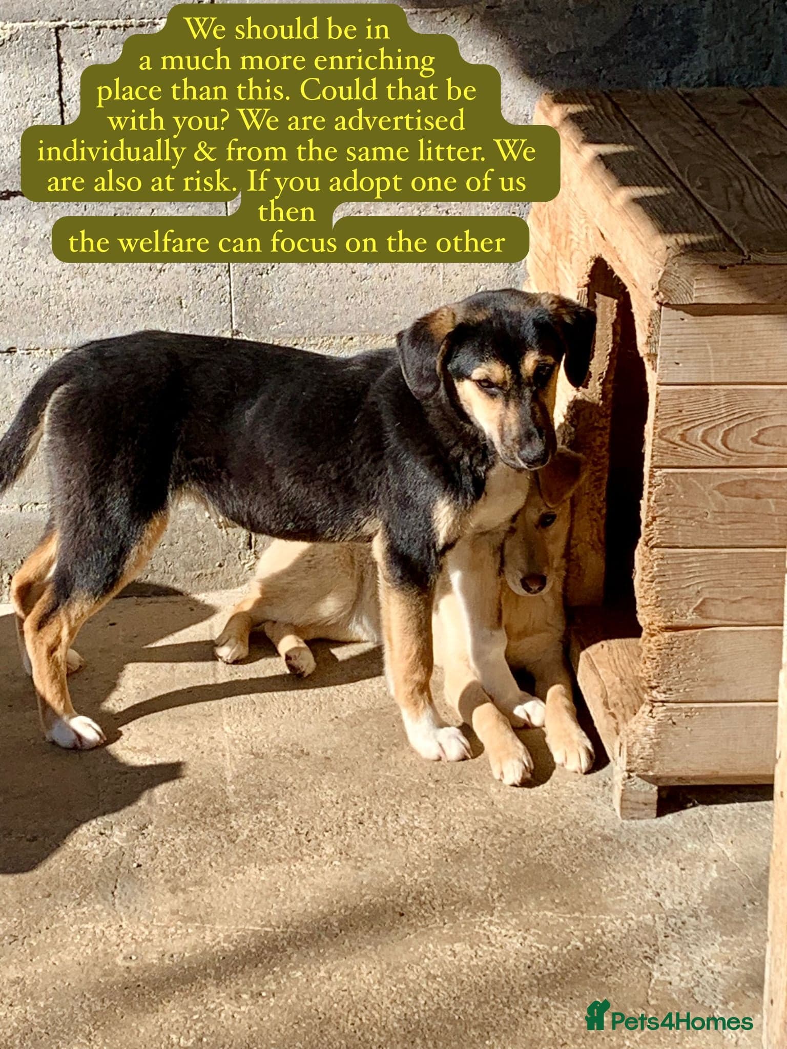 Shauna, 6 months approx. photo 6