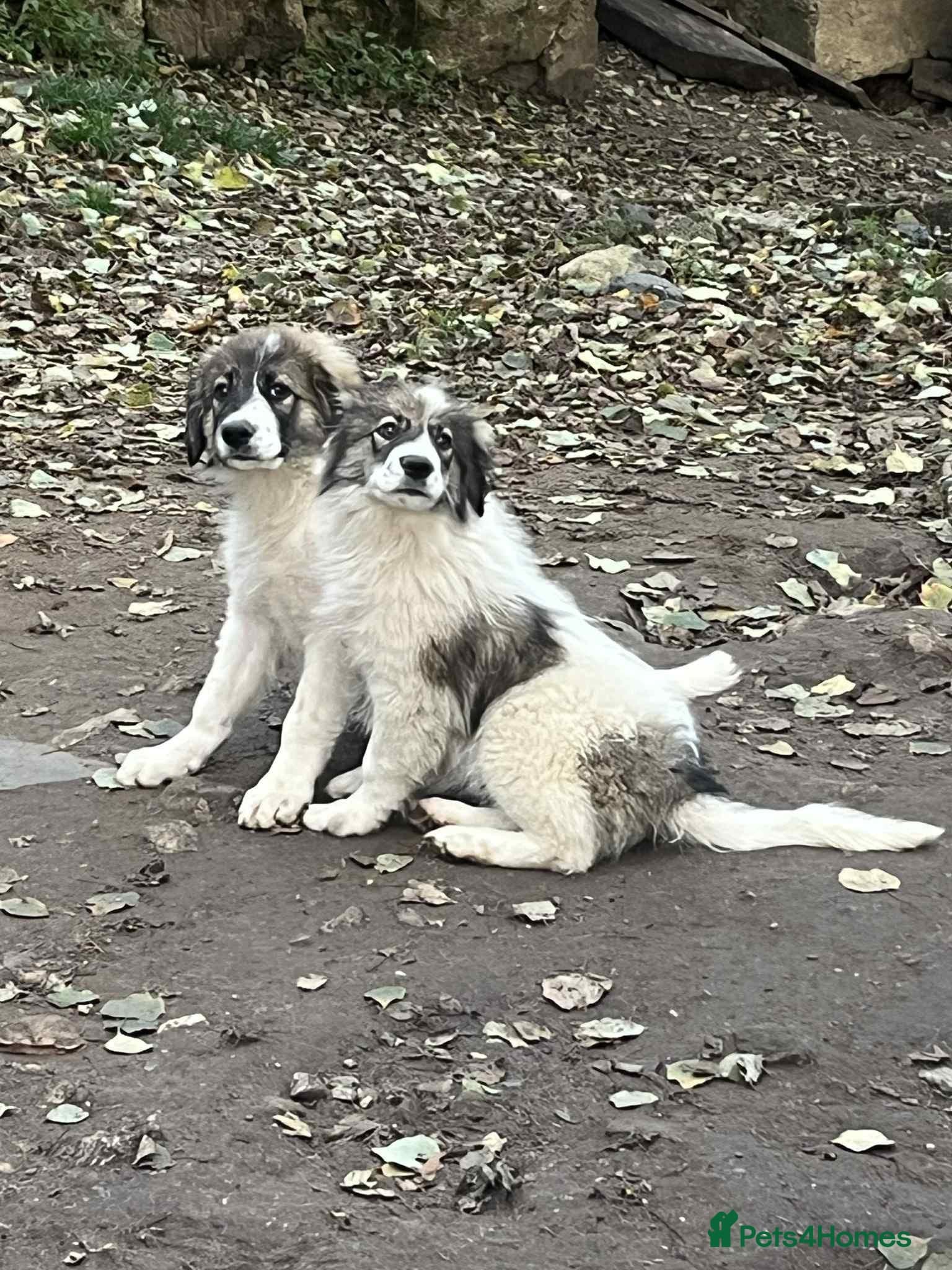 Meet Hannah and Honey !!! photo 9