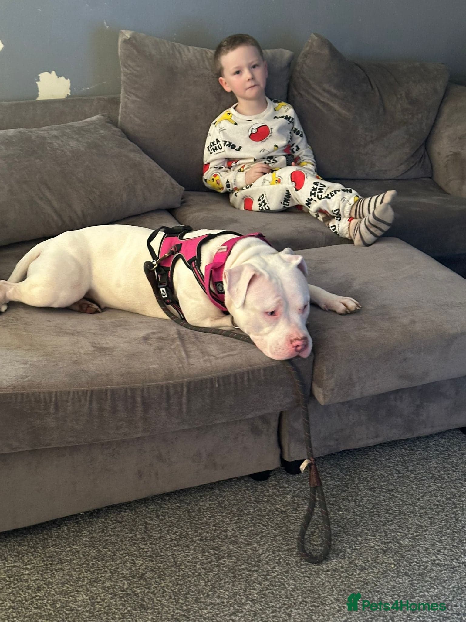 Gorgeous staffie cross — Mixed Breed