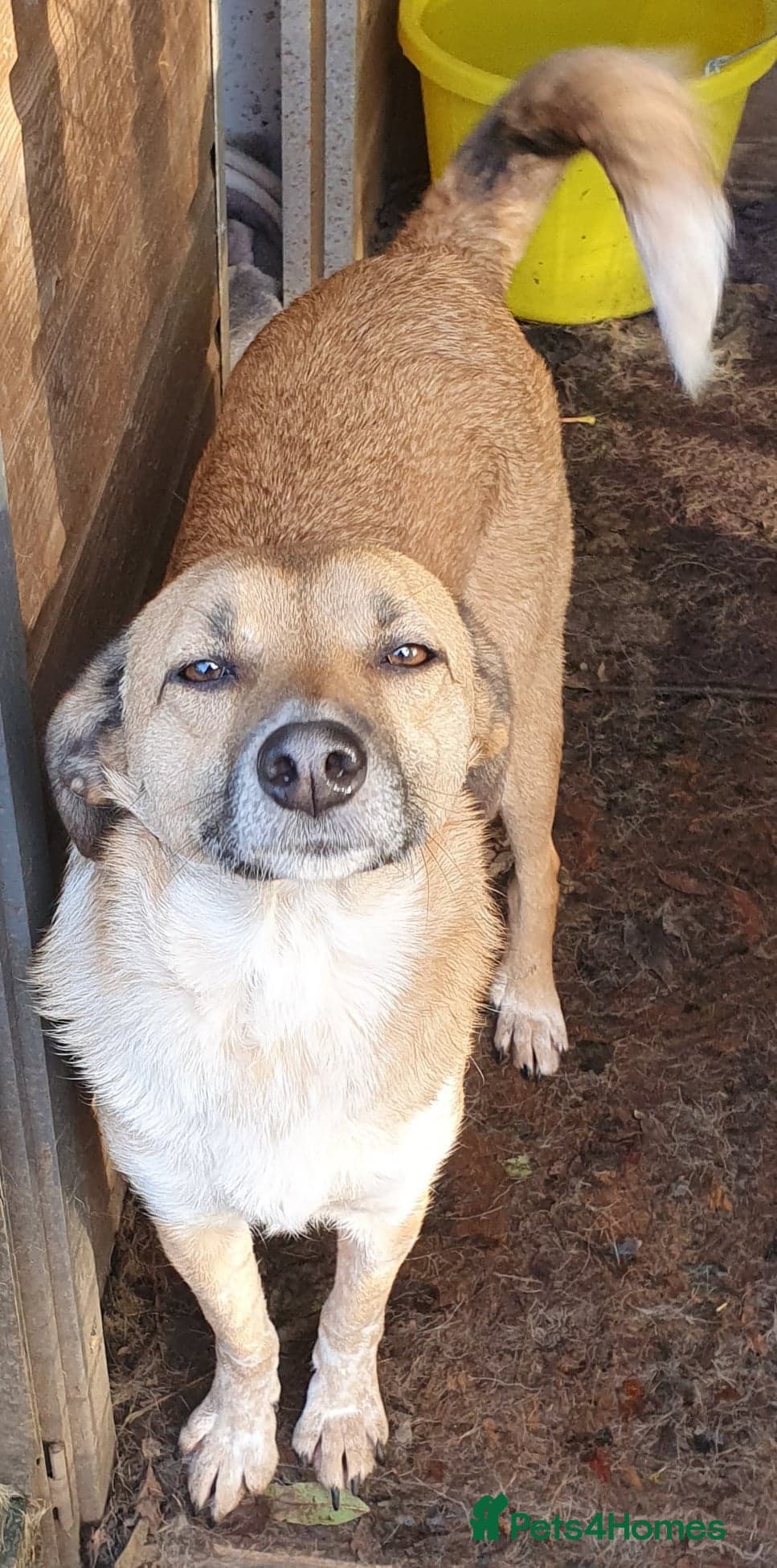 Tessa and Tosca -looking photo 15