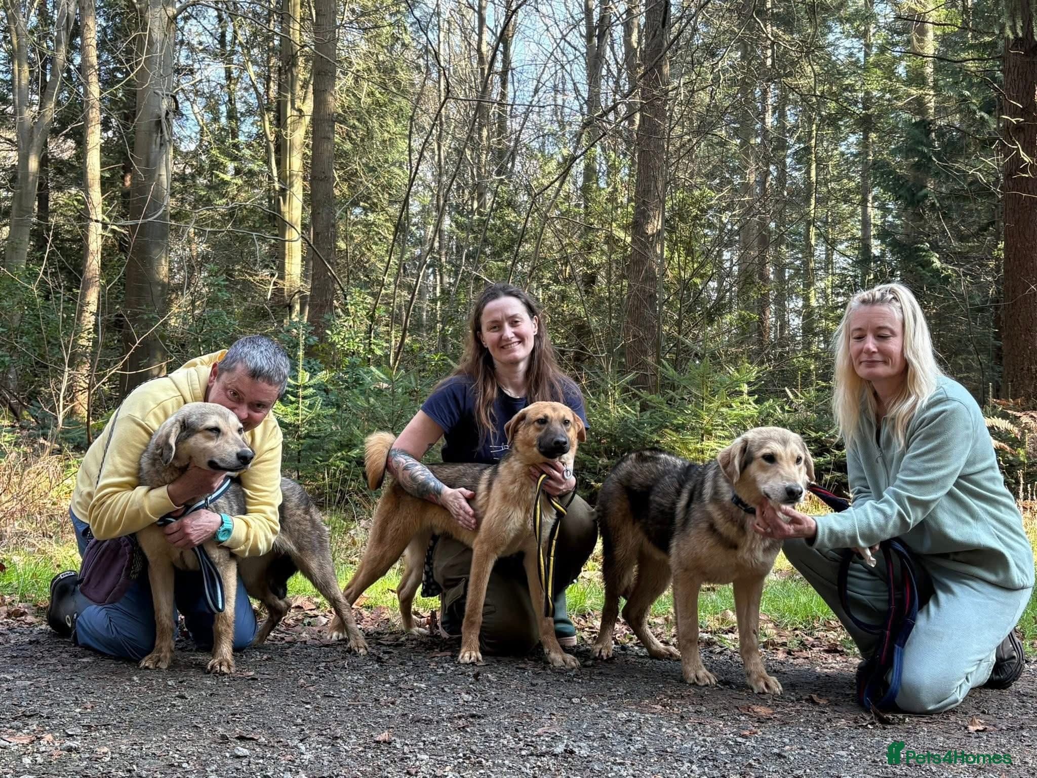 Neddy - Norwich Norfolk photo 8