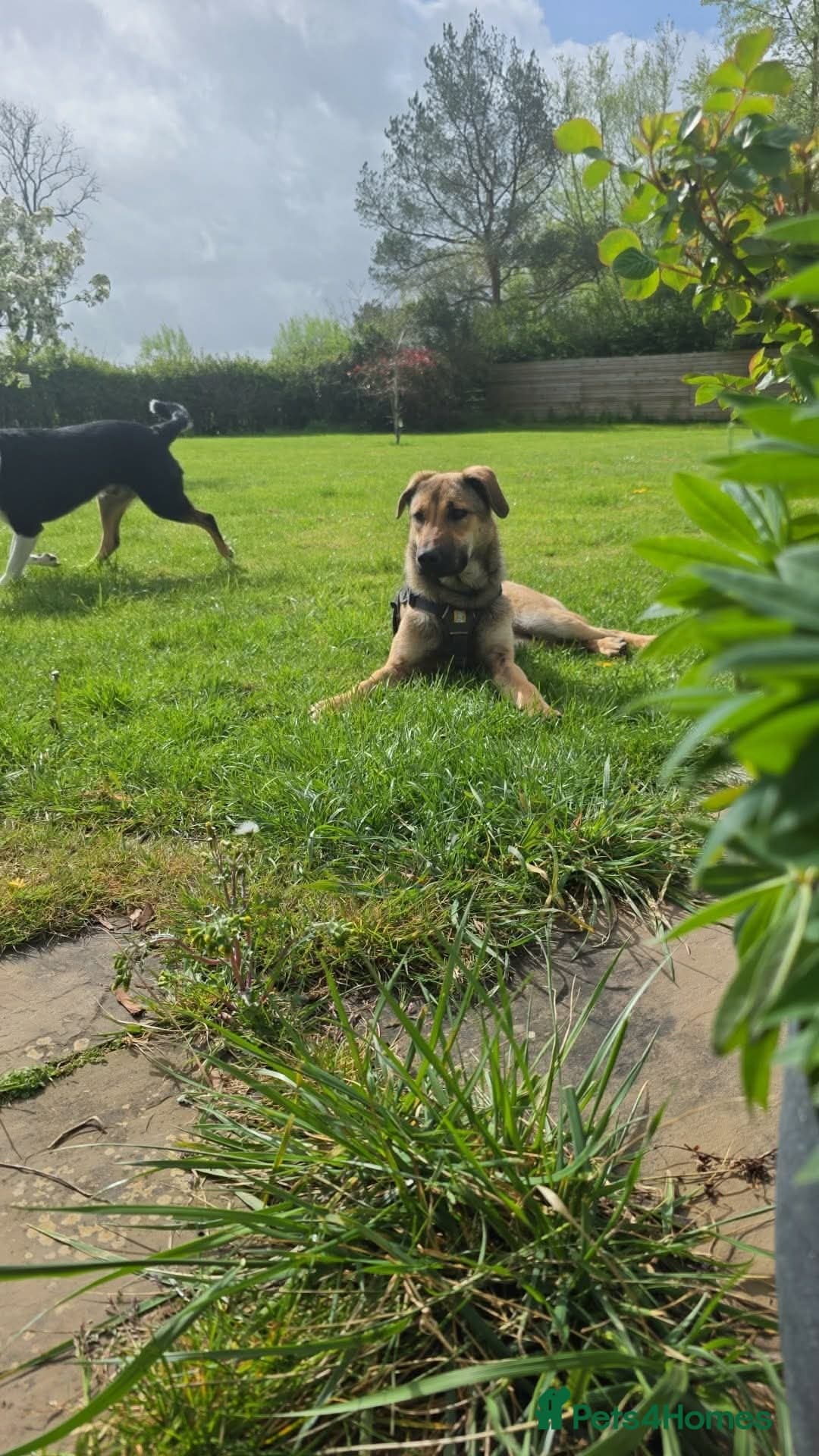 Clover - new info and photos/videos🍀 photo 8