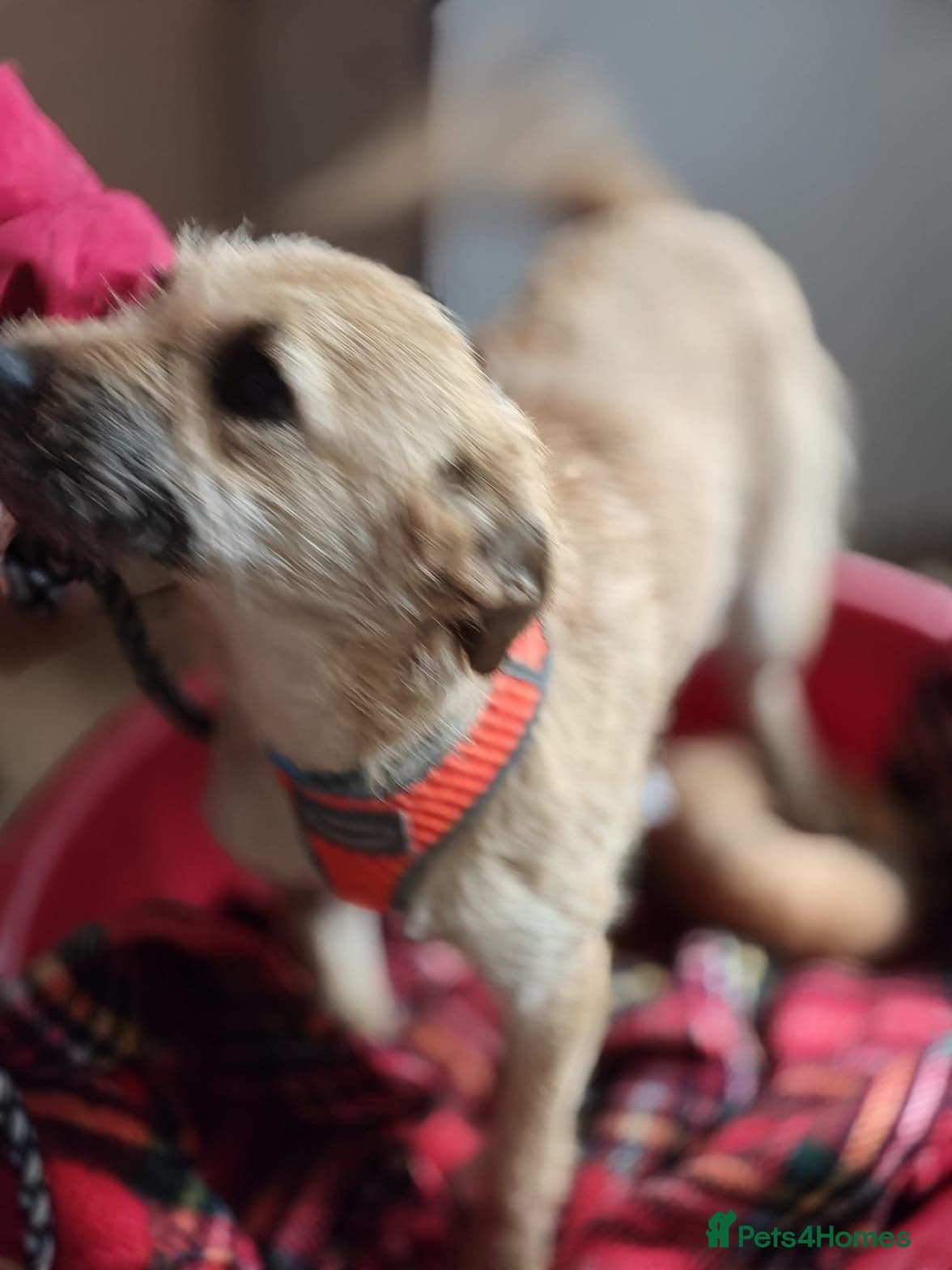 ๏ธ๐ถ bekki photo 13