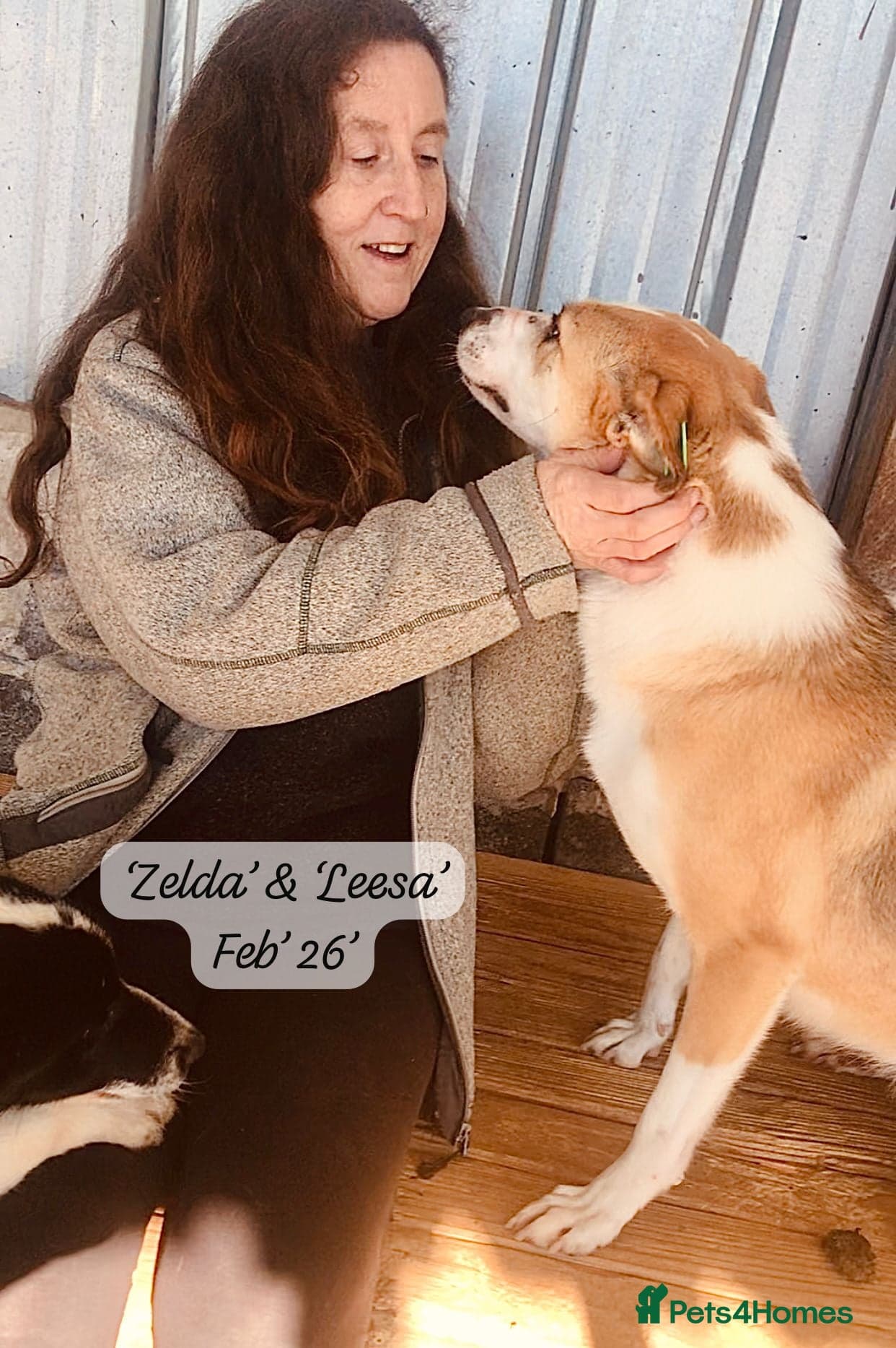 Zelda, 3 yrs old approx. photo 5