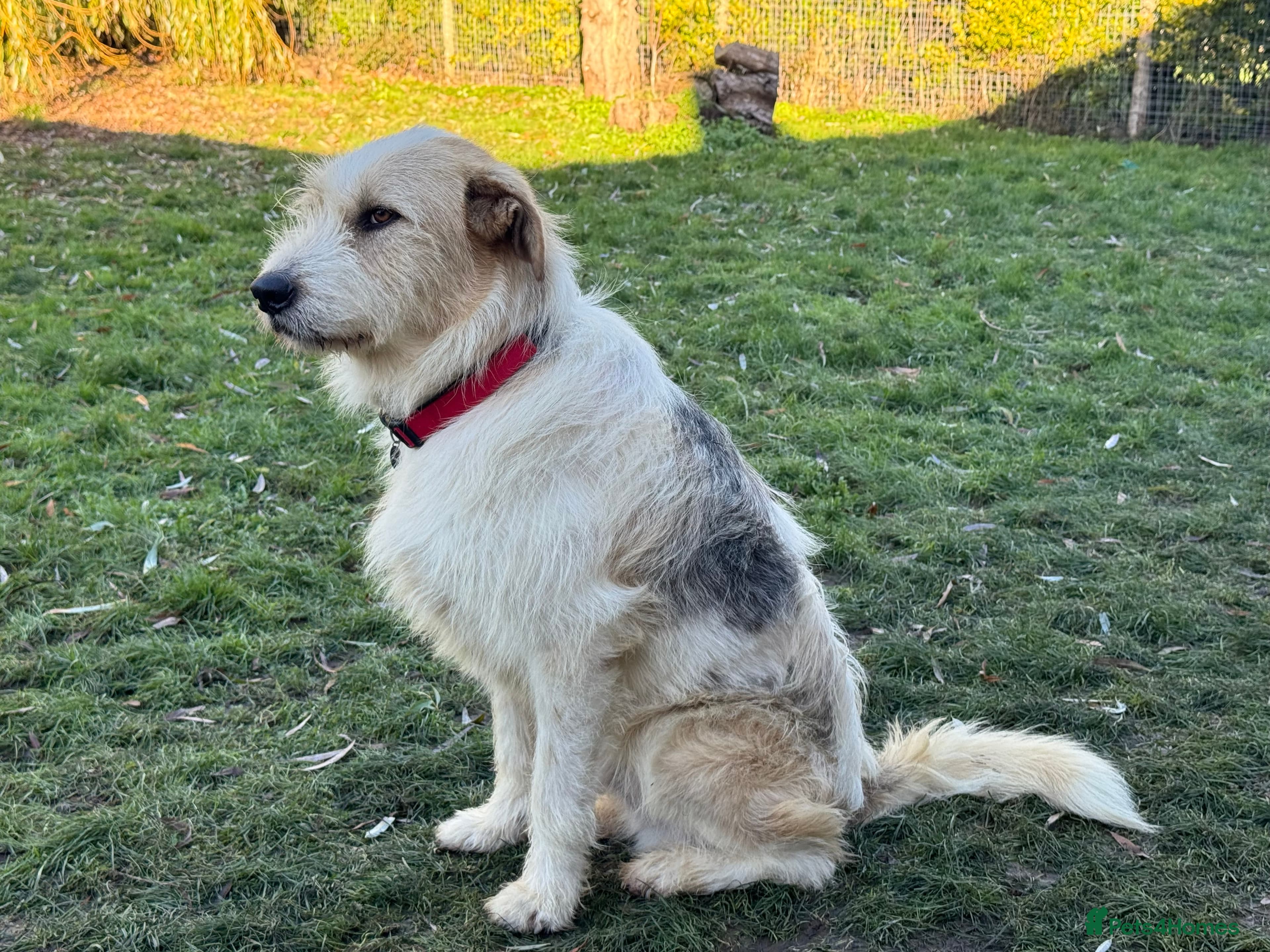 Hershey & Harley ๐ still Waiting photo 11