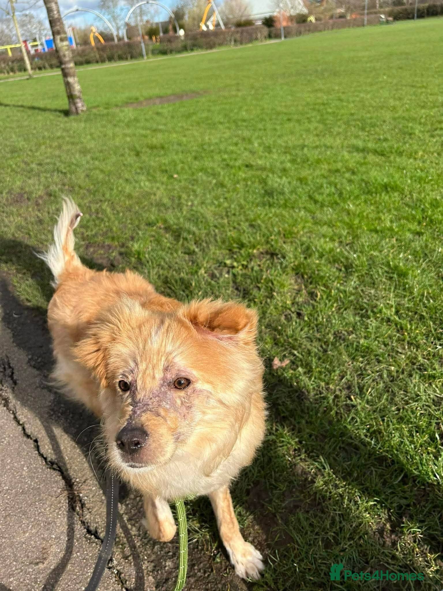 Meet Sabre, currently residing in Leicestershire photo 8