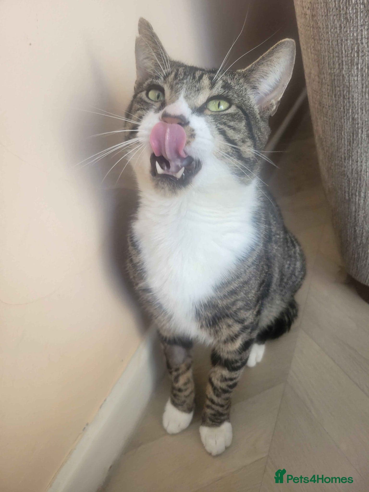 Sweet Totoro photo 4