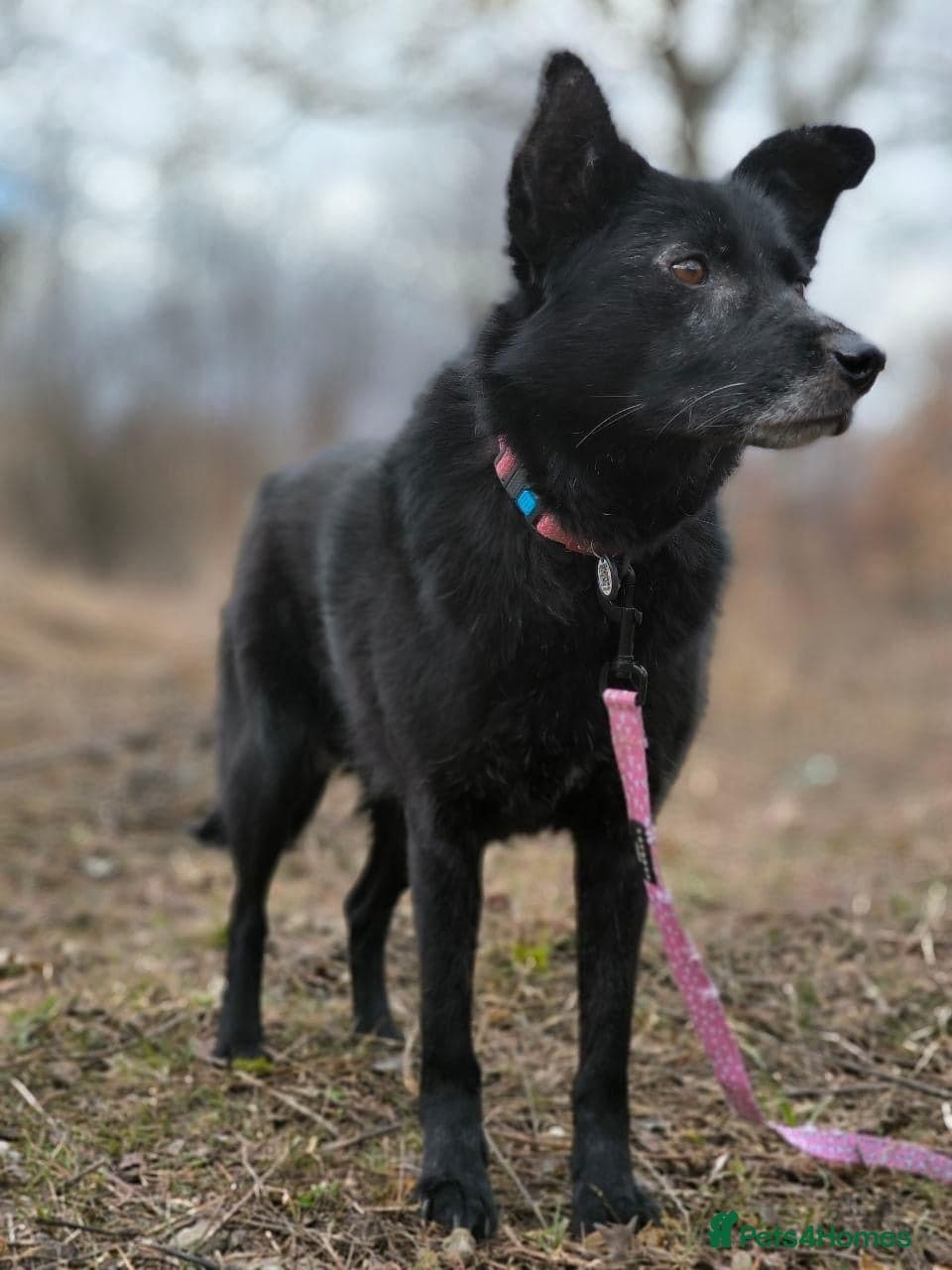 ๏ธ๐ถ tofa photo 9