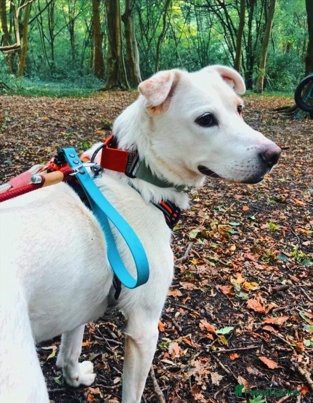 Meet Biscuit, currently residing in Hampshire photo 12