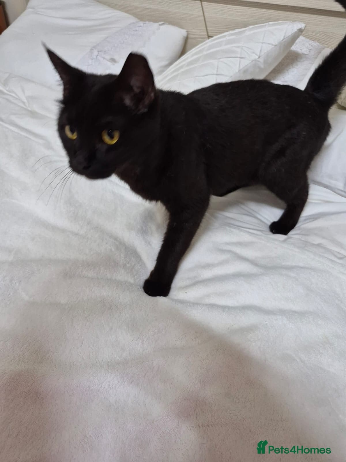 Beautiful Meme photo 2