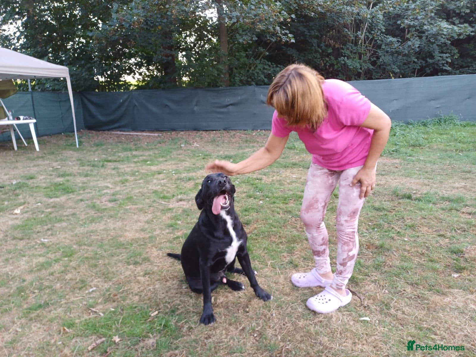 SHEAMUS,URGENT sensitive Soul Labrador Cross photo 19