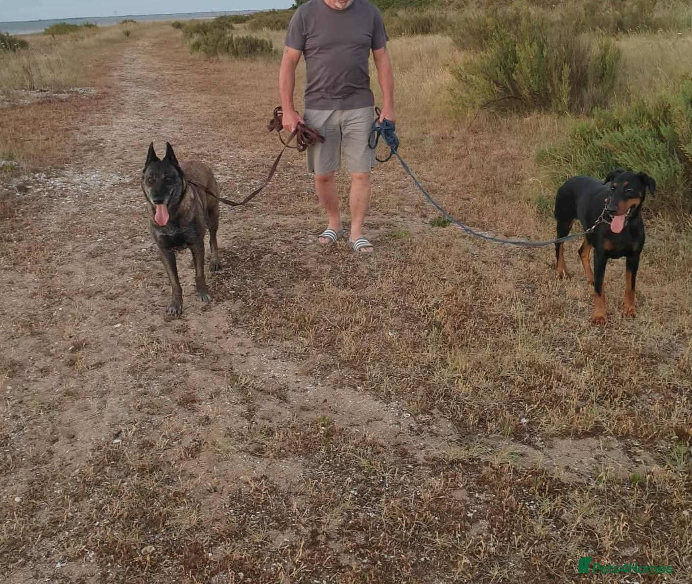 Meet Sasha, currently residing in Merseyside — Mixed Breed