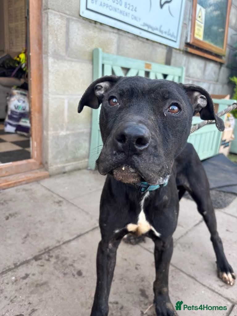 Meet Gomez, currently residing in Ormskirk photo 10