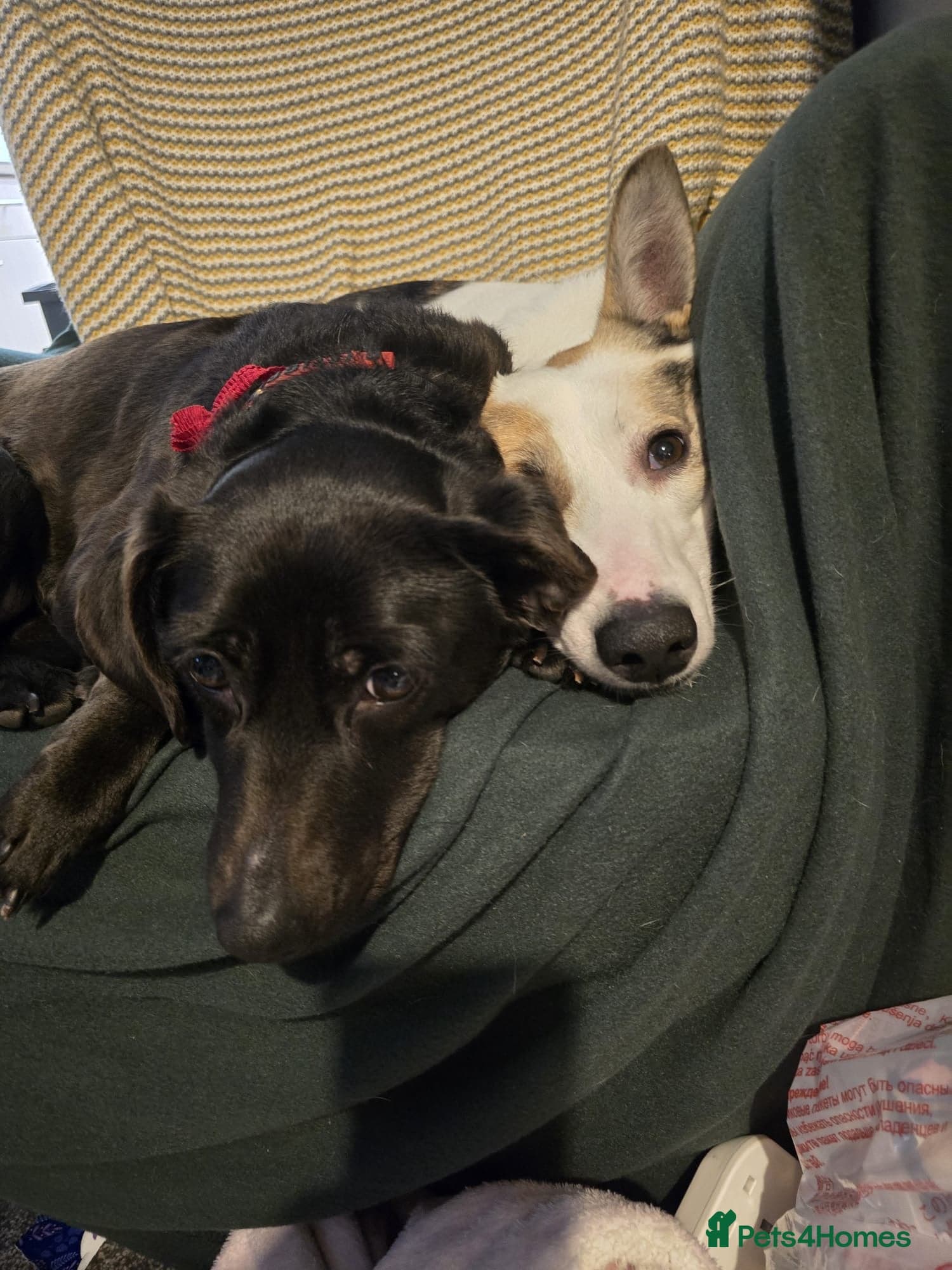 ๏ธ๐ถ bela photo 11