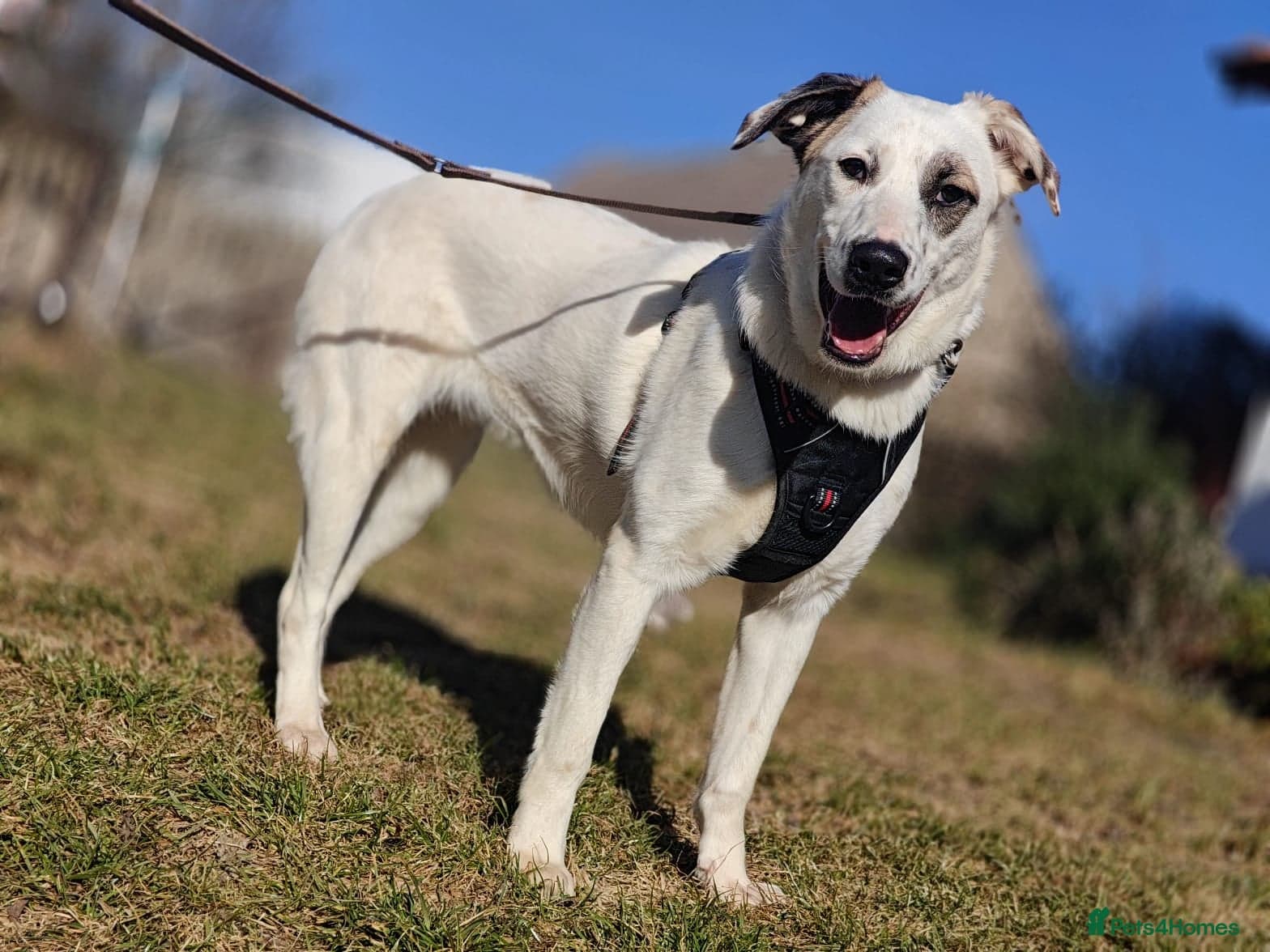 ️PLIAMKA❤️9-month-old loving and playful girl photo 14