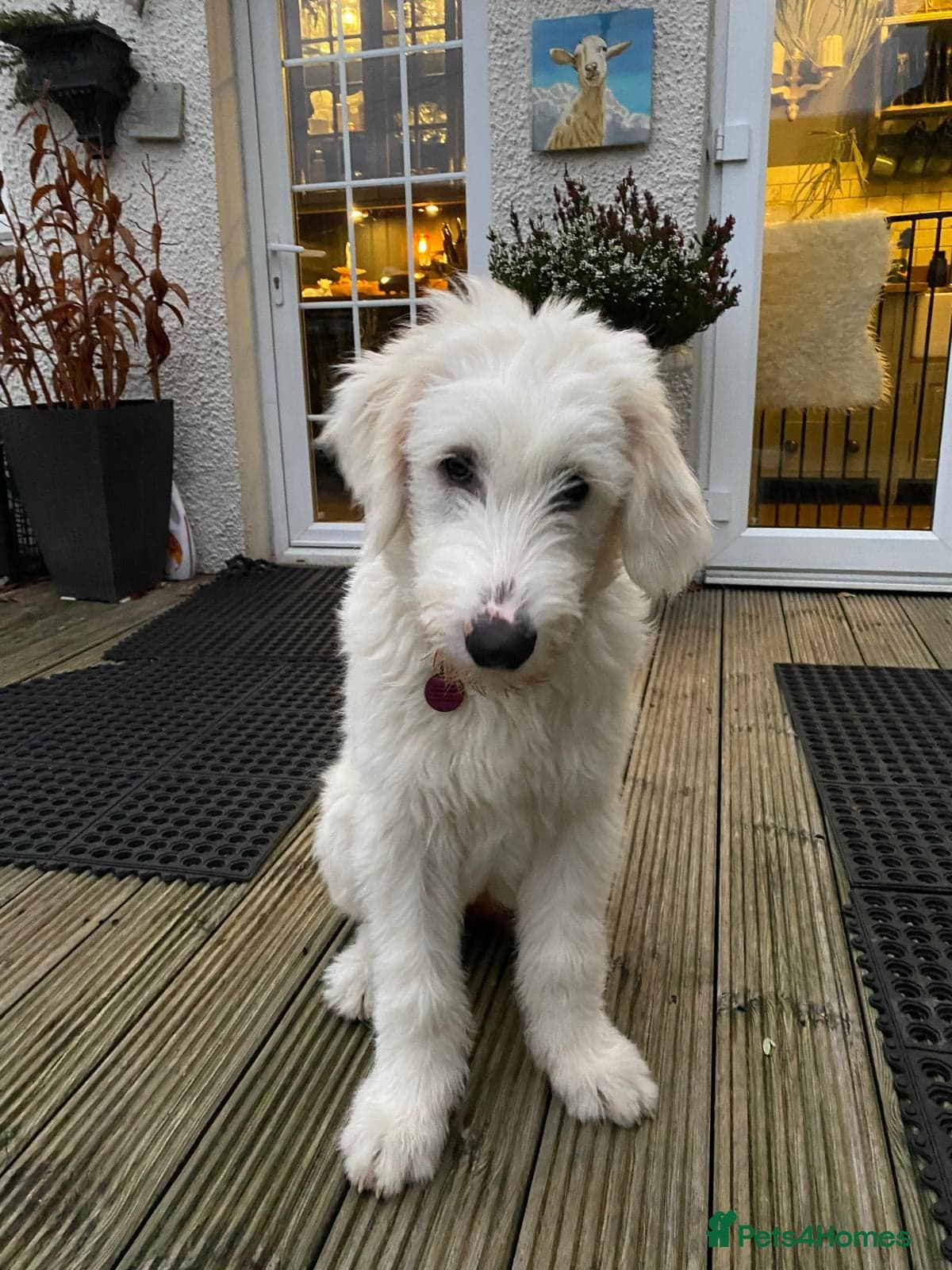 JOJO,URGENT🖤 Superb big Girl photo 18