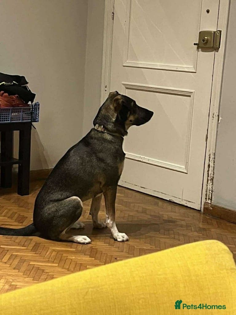 Anthi - in UK Foster (Colchester) photo 6