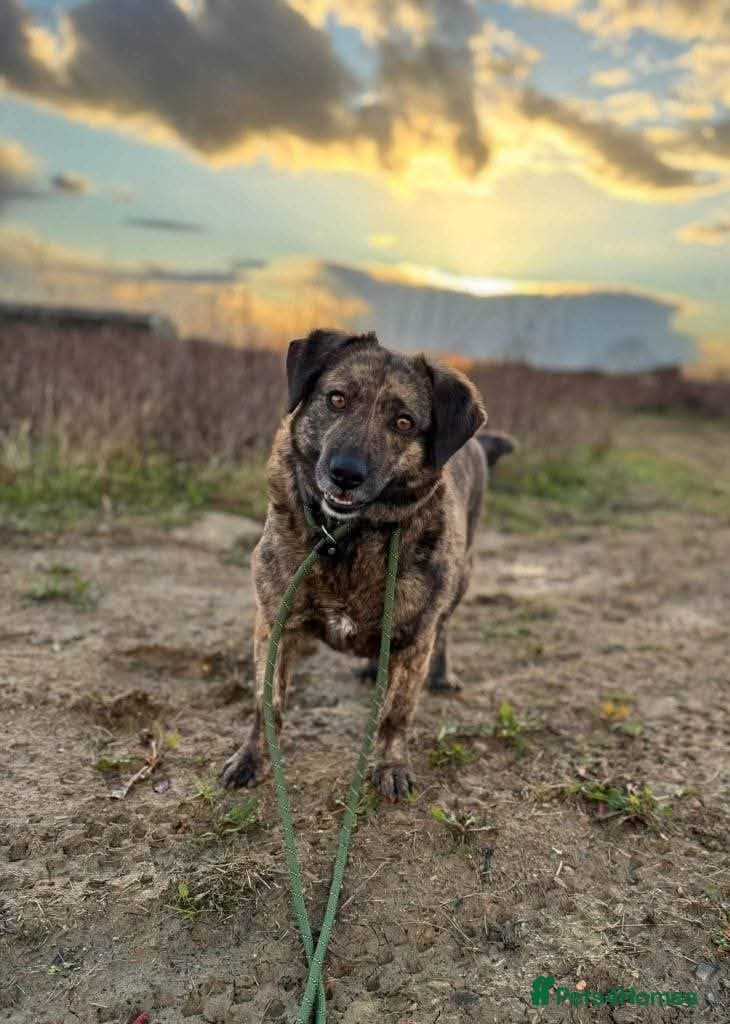 Meet Brownie, currently residing in Essex photo 6