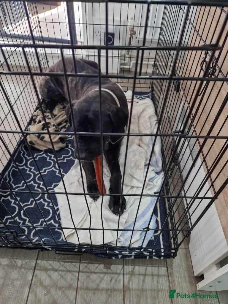 Meet Lila, currently residing in Norfolk — Mixed Breed