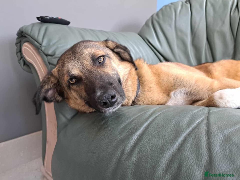 Levi - Norwich Norfolk photo 12