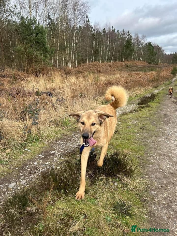 Pettern - Norwich Norfolk — Mixed Breed