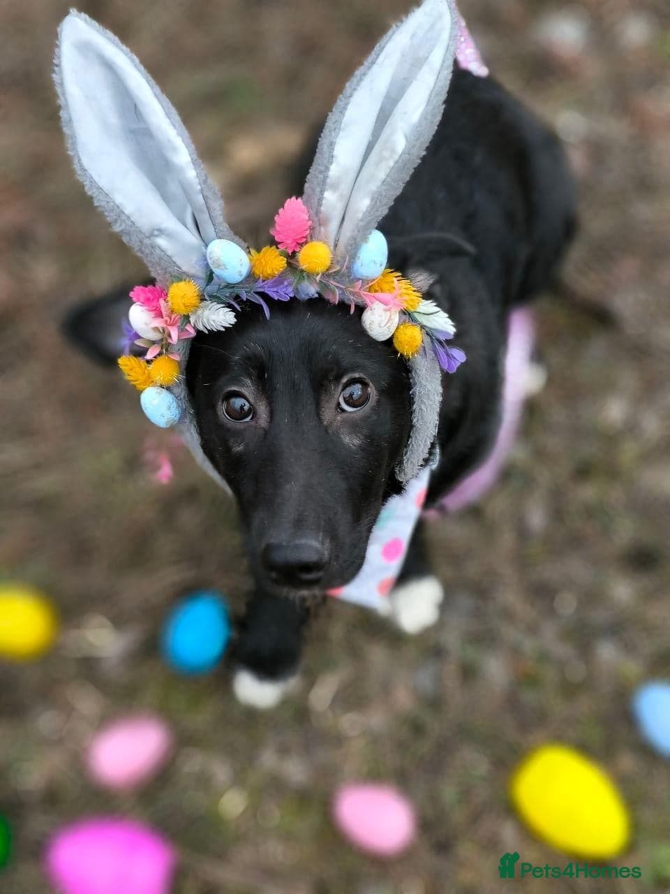 ️🐶 masha photo 3