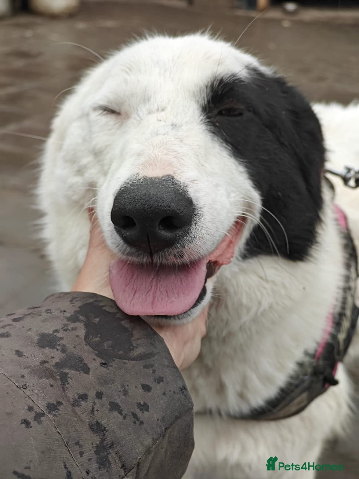 ️🐶 suzy photo 8