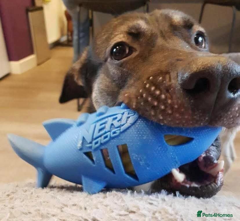 Meet Fagan, currently residing in Durham — Mixed Breed