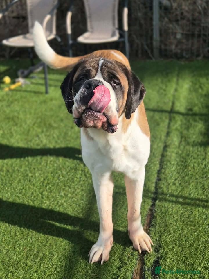 Squirrel — Saint Bernard