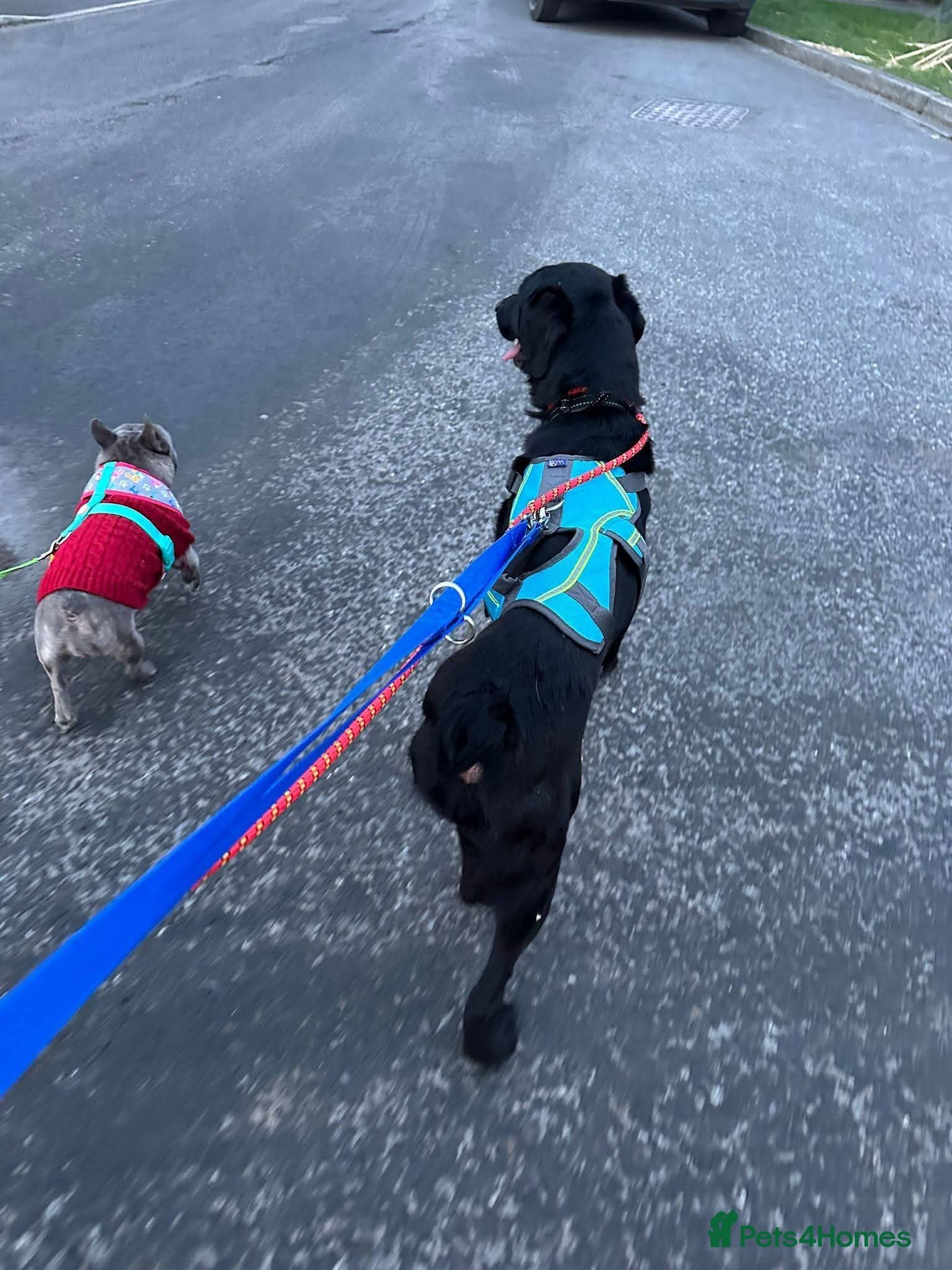 Meet Cosmo, currently residing in Yorkshire photo 6