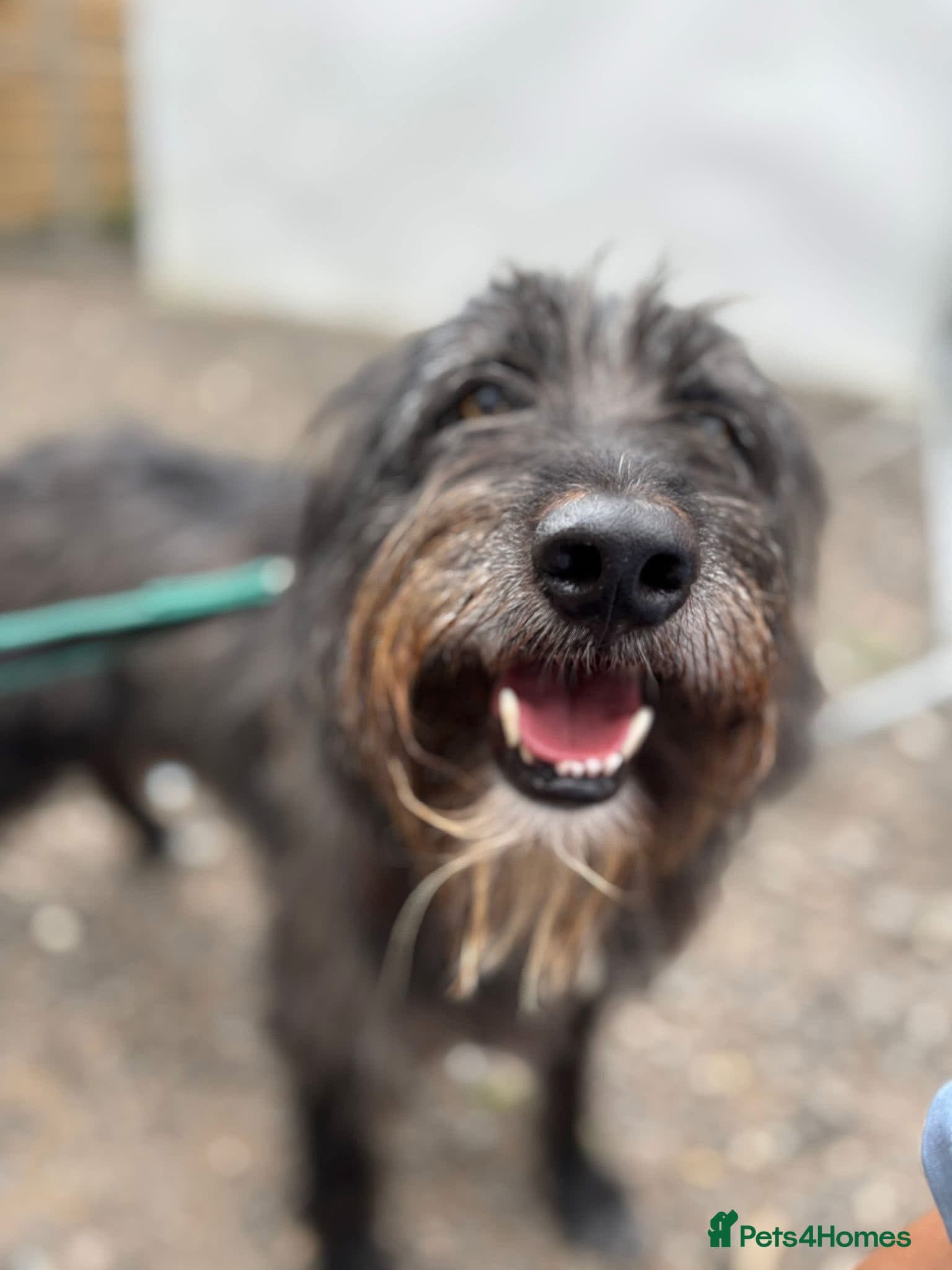 Herbie 💚 Female-only home needed! photo 3