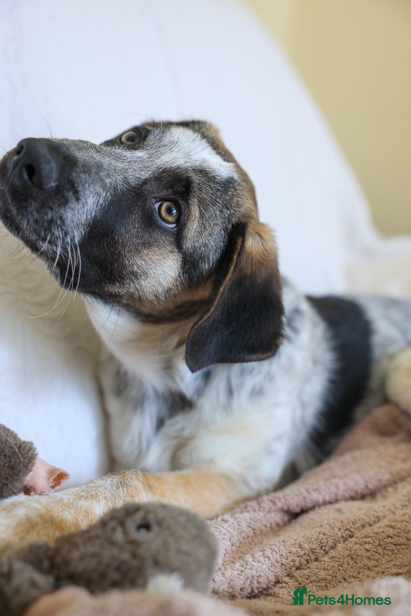 Easygoing Electra - Colourful Lab type photo 26