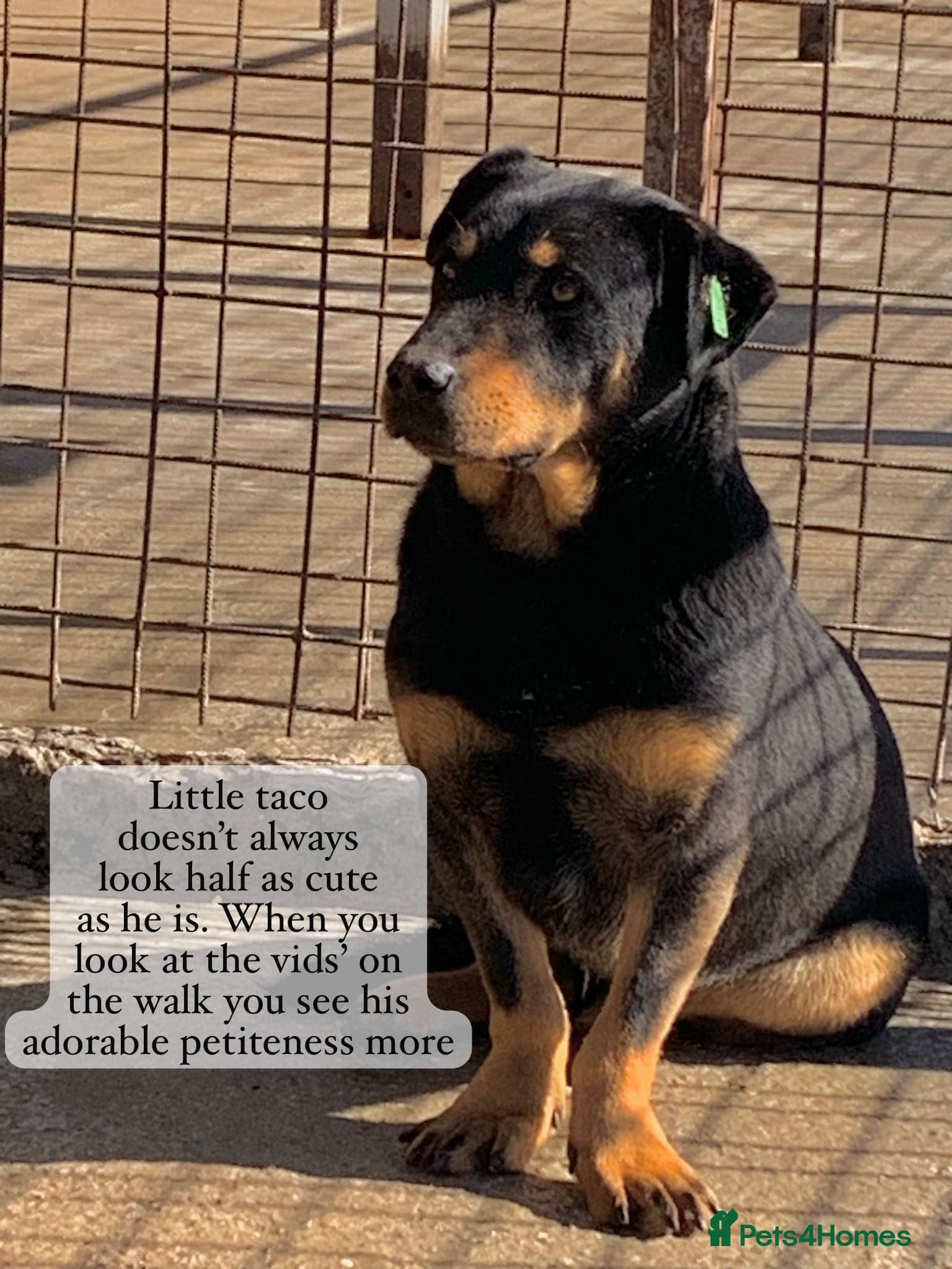 Taco, 10-12 months old. photo 17