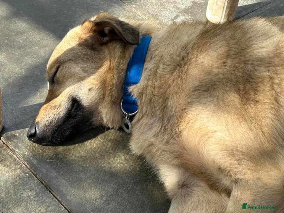 Pettern - Norwich Norfolk photo 26