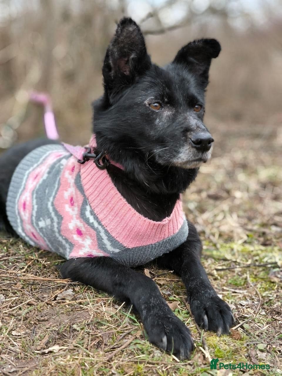 ๏ธ๐ถ tofa photo 23