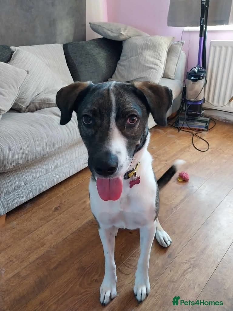 Meet Skye, currently residing in Cheshire photo 5