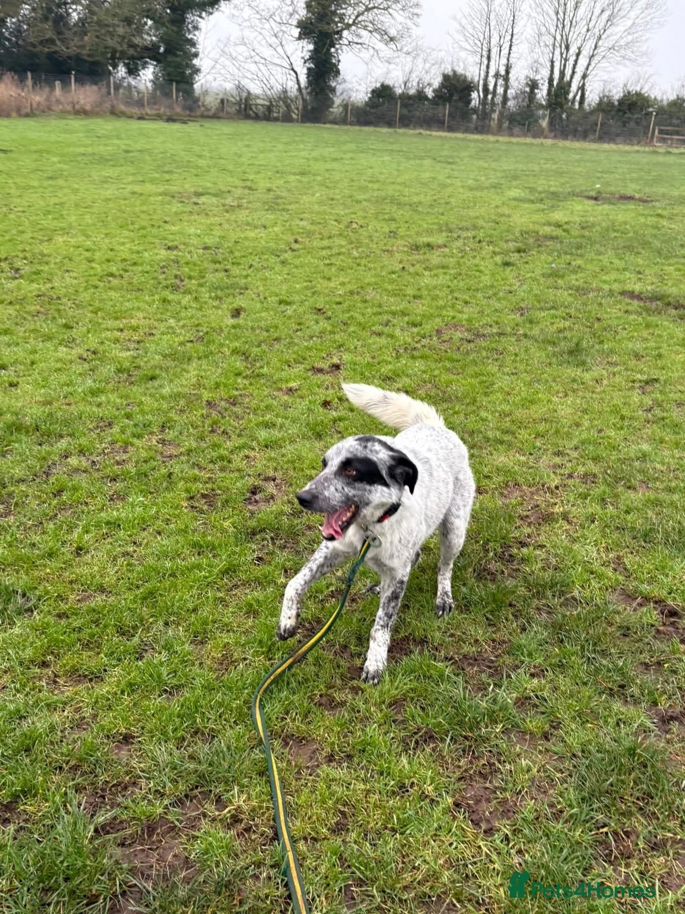 Cessil - Norwich Norfolk photo 15