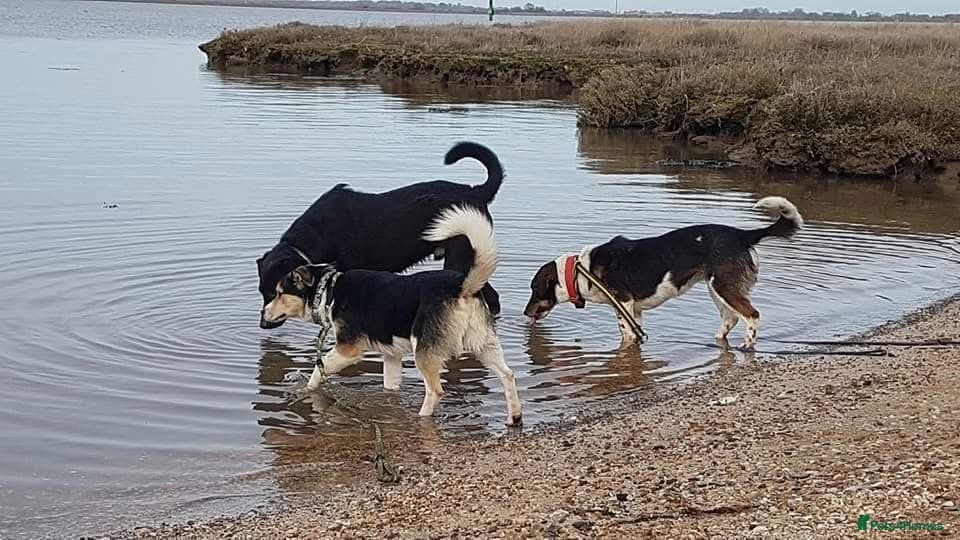 Tara - Norwich Norfolk photo 12