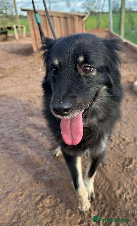 Meet Roxie, currently residing in Cheshire — Mixed Breed