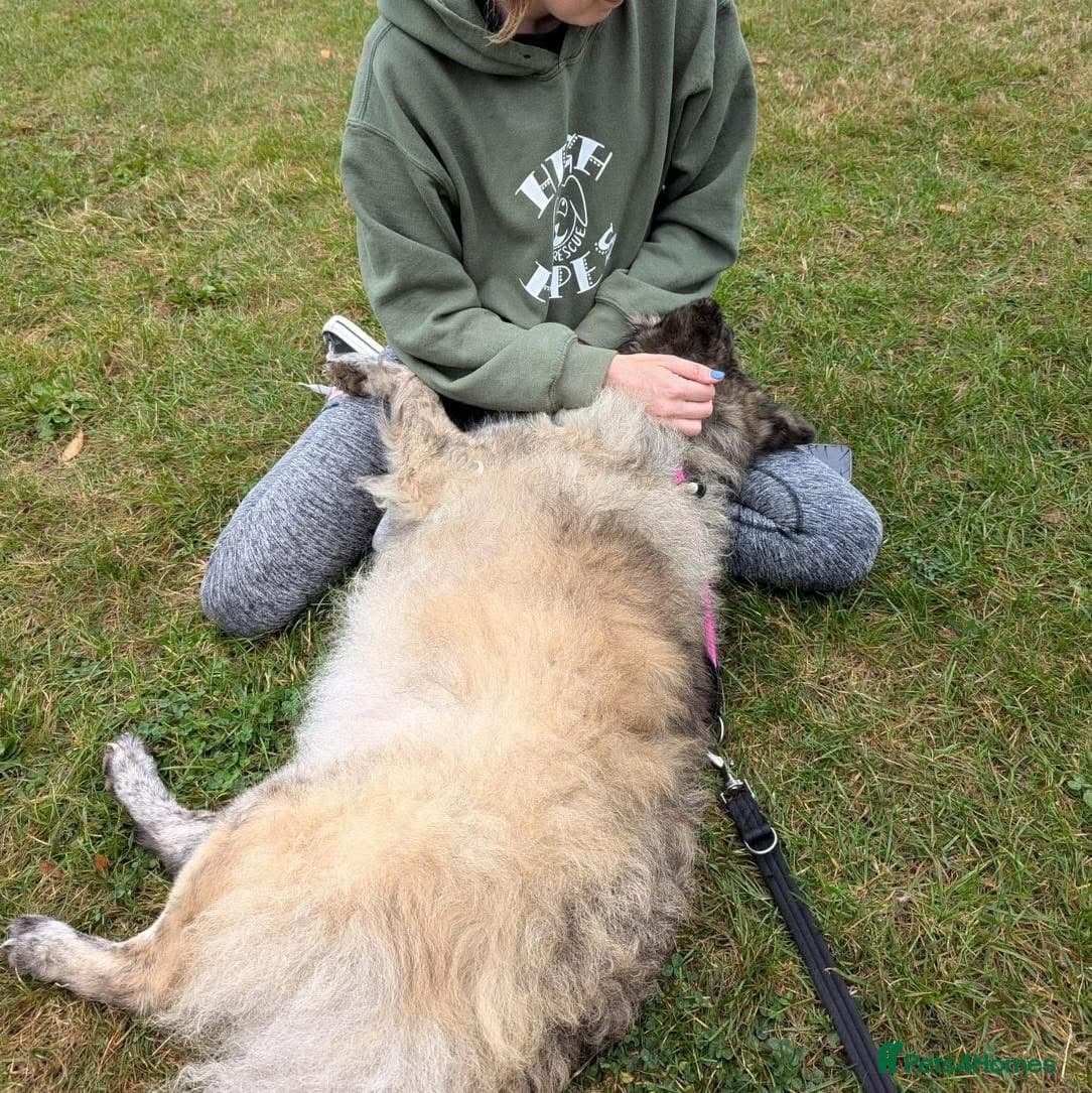 Luna Chow 💜 photo 10