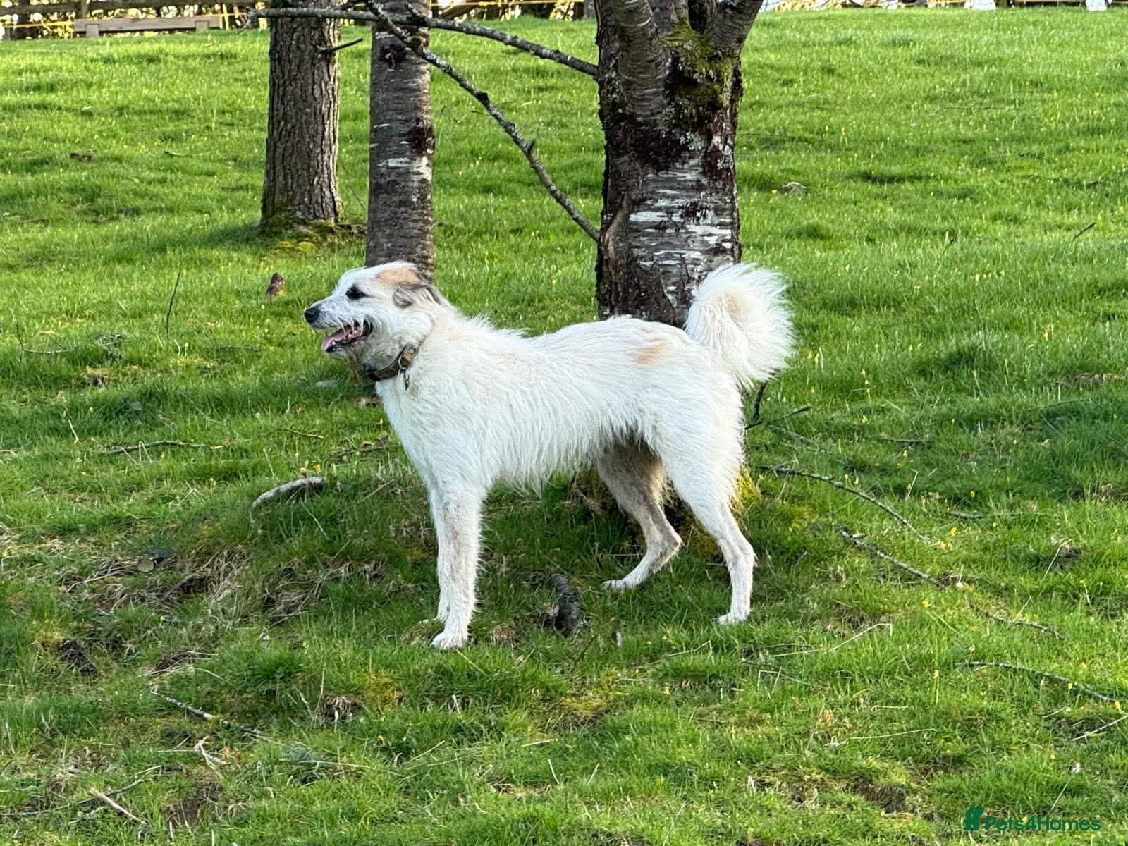 KALLIE- 18 months, loves dogs/playful/active/rural photo 4