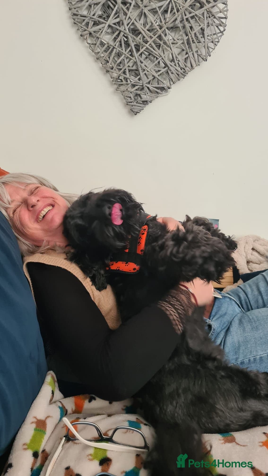 FOSTER or ADOPT💙JACK💙- 4.5-year-old Cockapoo boy photo 8