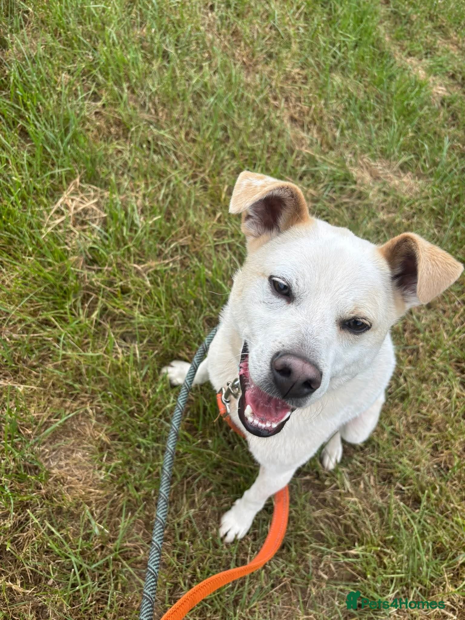 Meet Bear, currently residing in Cheshire photo 6