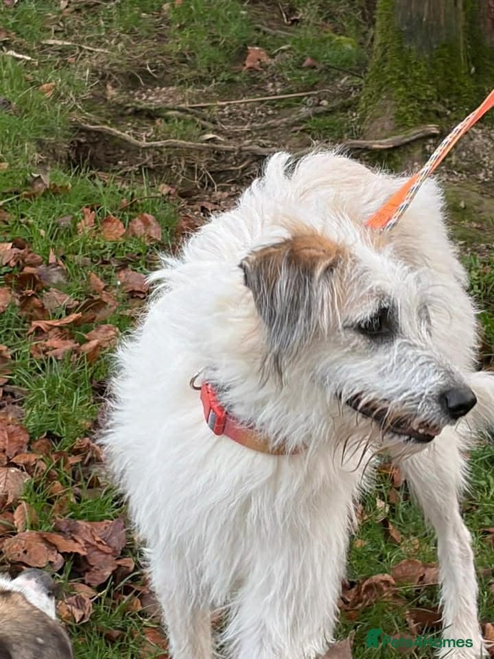 KALLIE- 18 months, loves dogs/playful/active/rural photo 20