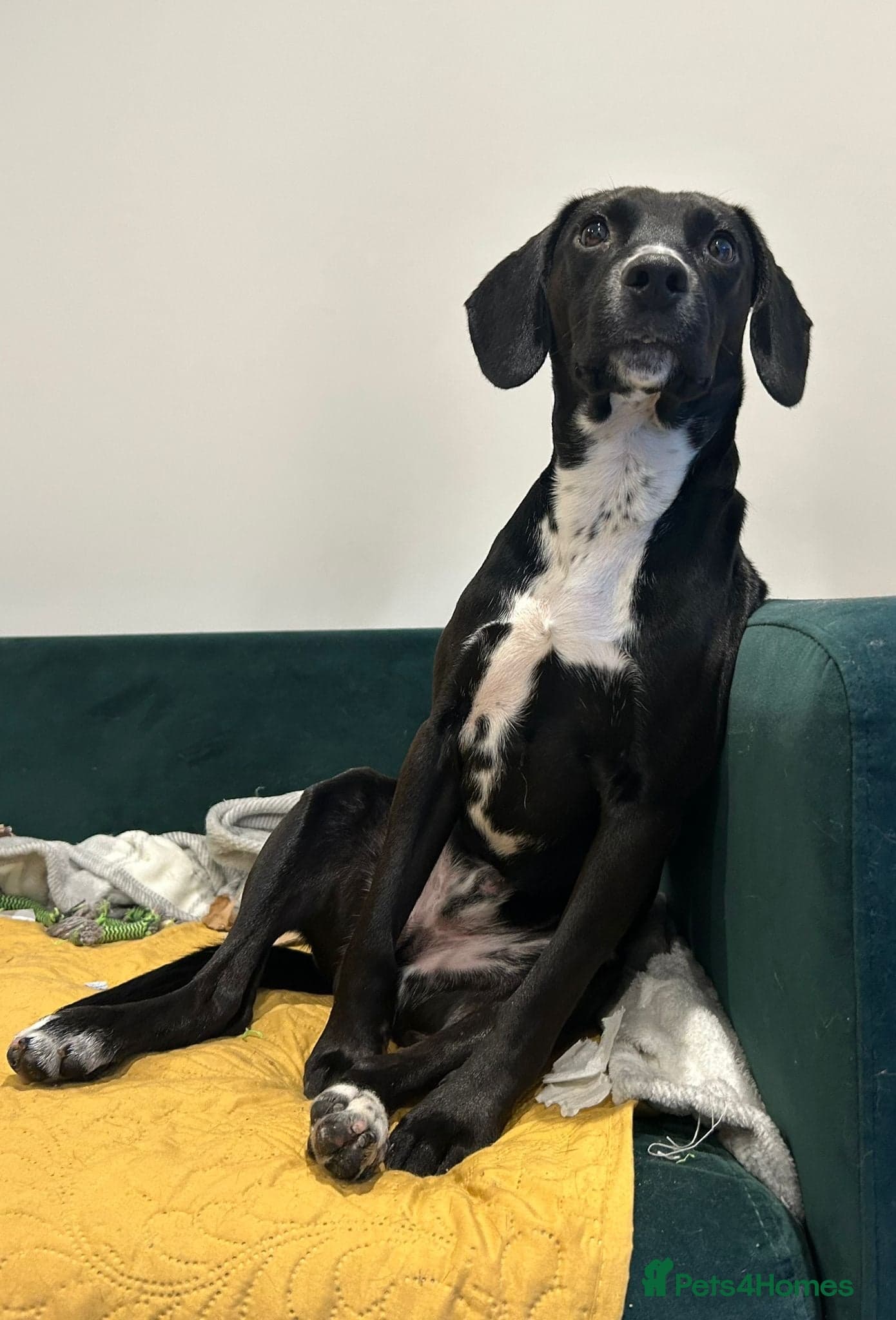 ️🐶 walter photo 8