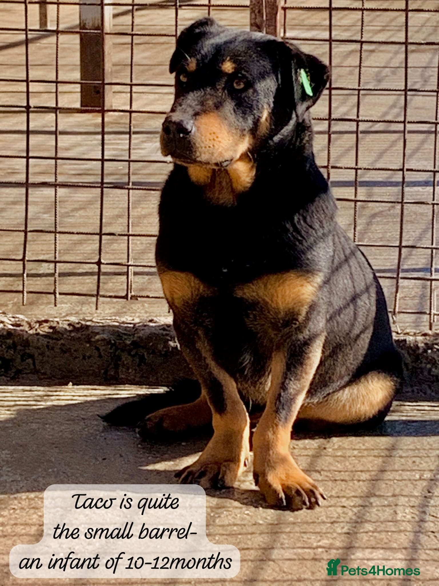 Taco, 10-12 months old. photo 16